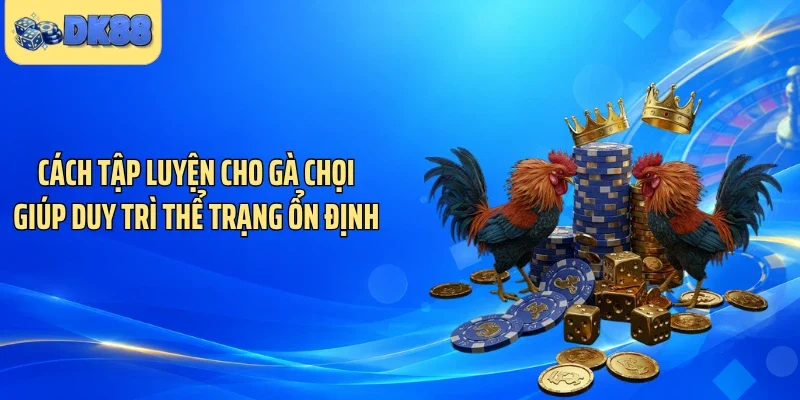 Cách tập luyện cho gà chọi giúp duy trì thể trạng ổn định