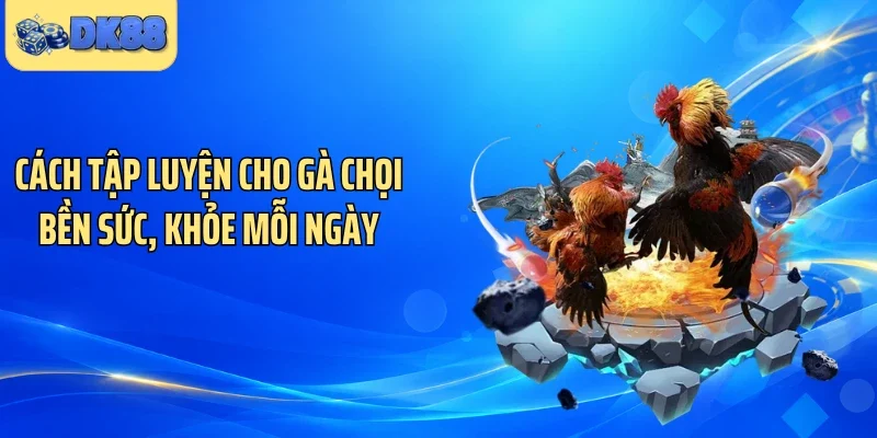Cách Tập Luyện Cho Gà Chọi Bền Sức, Khỏe Mỗi Ngày