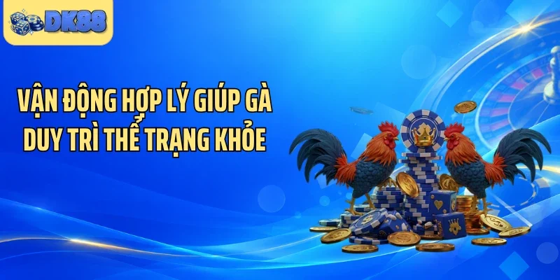 Vận động hợp lý giúp gà duy trì thể trạng khỏe